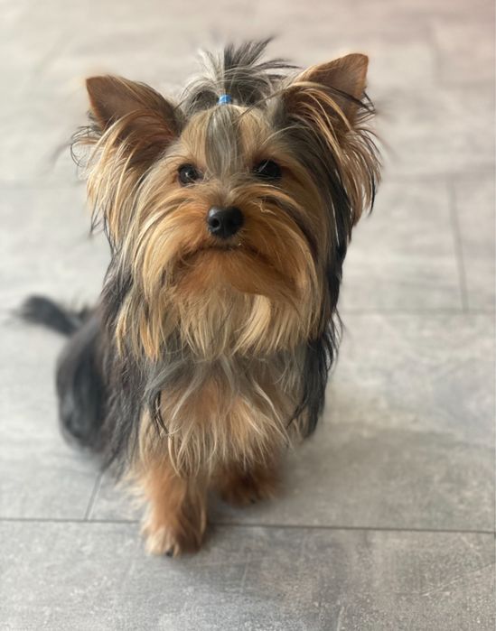 Вязка йорк стандарт