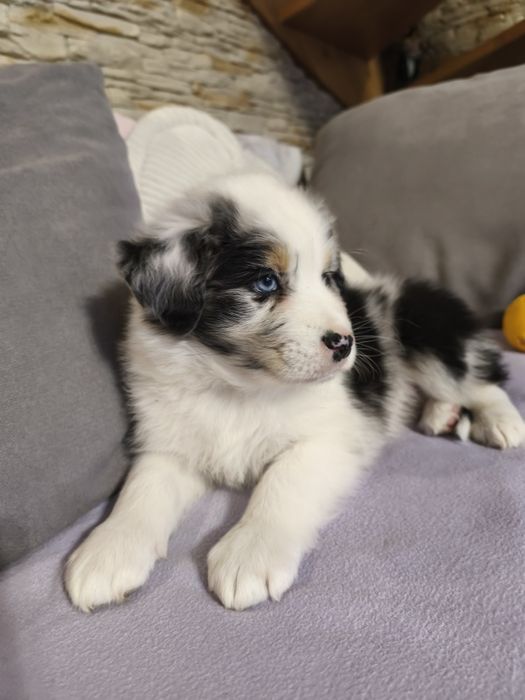 Owczarek Australijski-piesek