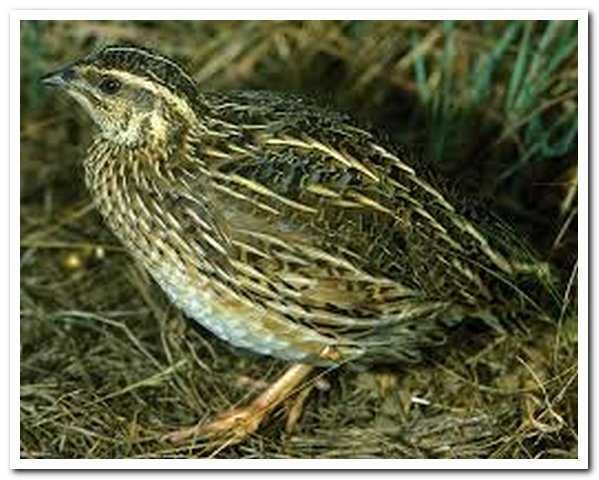 Przepiórka kurka nioska z jajkiem