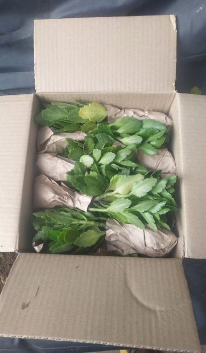 Вазони каланхоє колекція