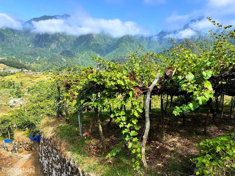 Terreno de Investimento com Vinha em São Vicente Projeto Agrícola & Ec