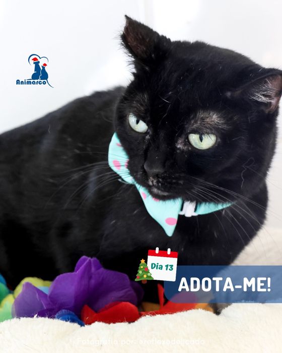 Luminaleta- gata jovem para adocao