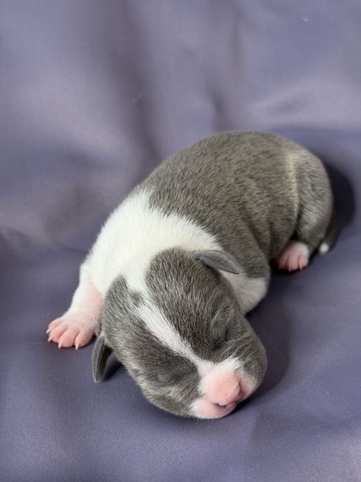 Щенки амстафф голубого окраса