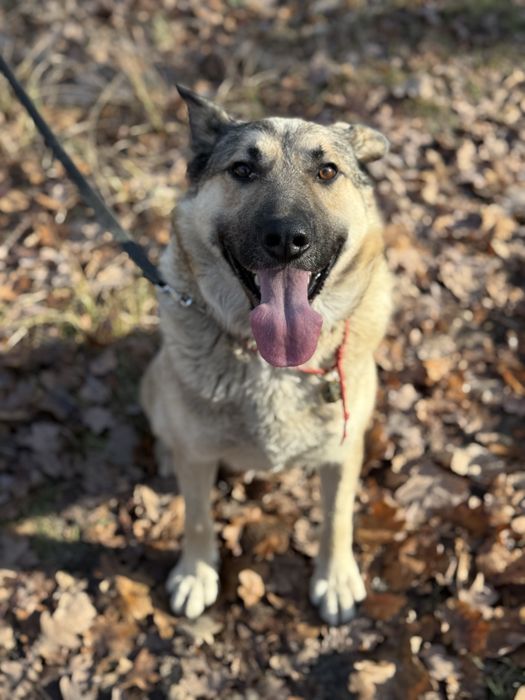 Метис лайки 3 роки терміново шукає дім