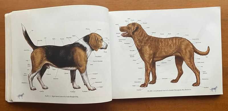 Color Atlas Of Small Animal Anatomy