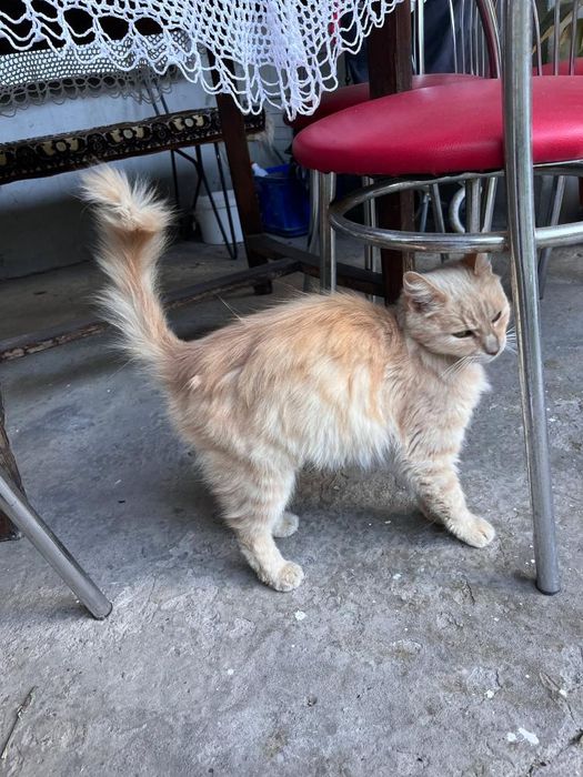 Знайдена рудого кота, лиса гора