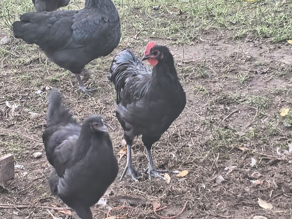 Koguty Australorp białe i czarne