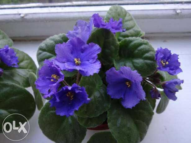 Продам фиалку сортовую