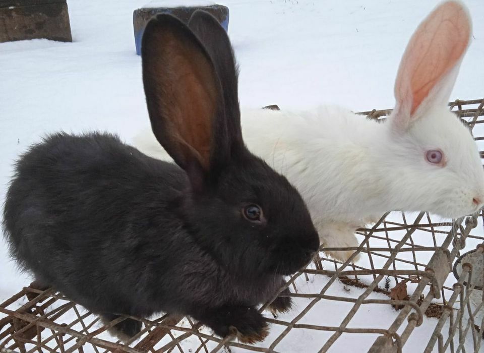 Króliki  3kg do dalszej hodowli