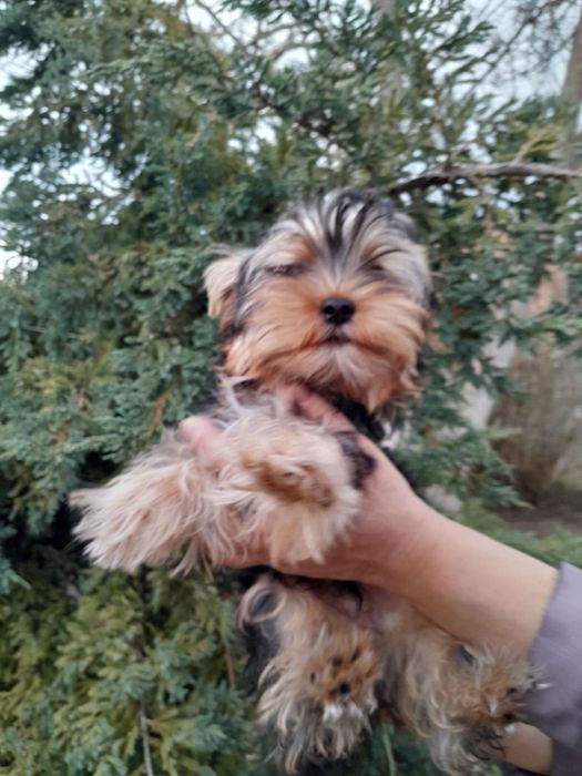 Щенята Йоркширського терʼєра