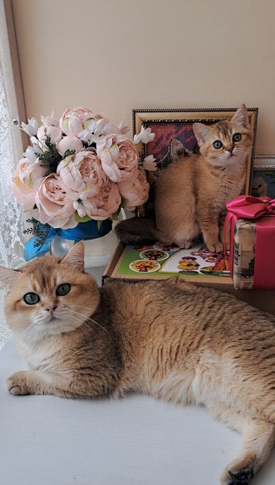 Шикарне кошеня золота шиншила, британське кошенятко