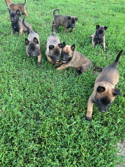Owczarek belgijski Malinois