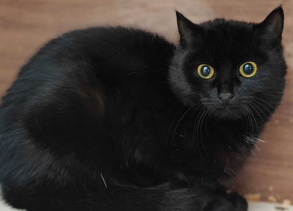 Клітка — не його доля. Боря (кіт, 8 місяців)