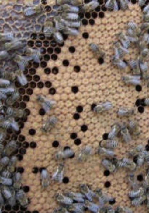 Sprzedam rodziny pszczele 40 rodzin