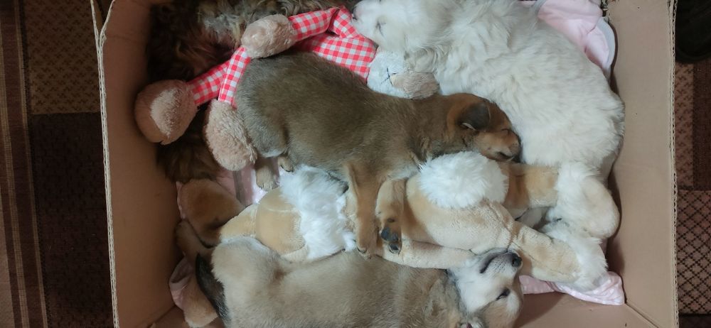 Віддам цуценят безкоштовно