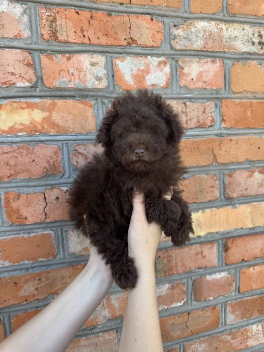 Той пудель хлопчик