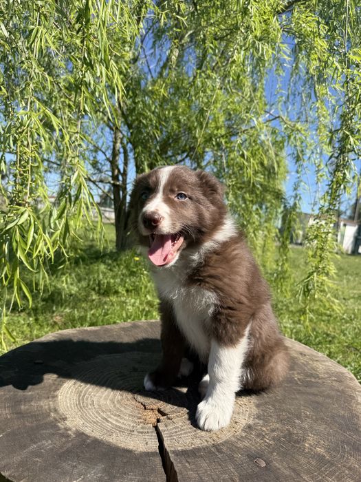 Border Collie Macho Chocolate