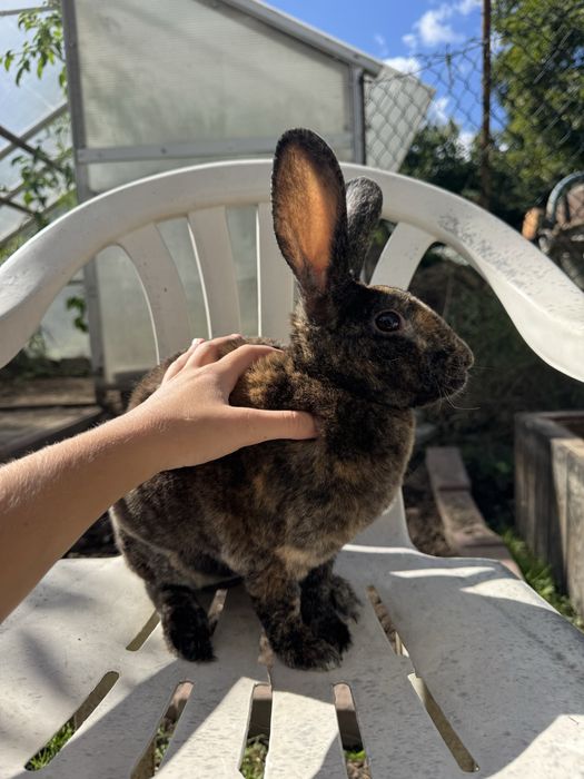 Rex samiec ok 8 miesięcy