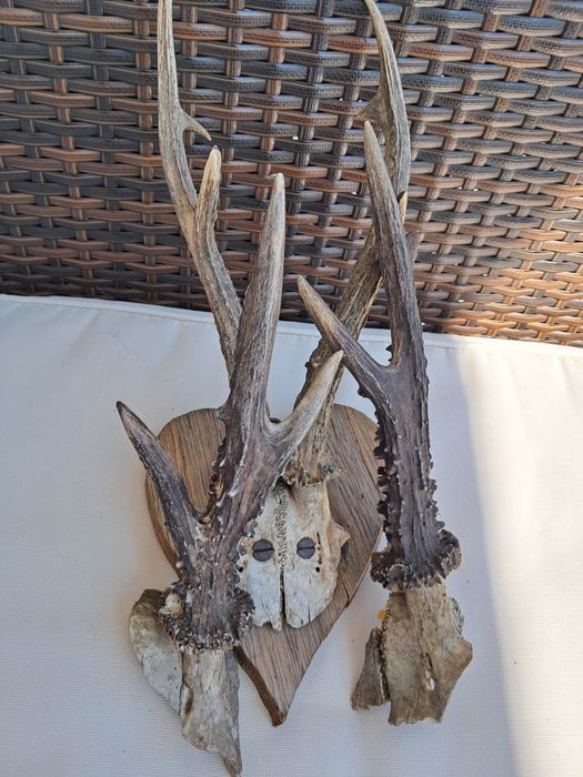 Poroże poroża 2 sztuki rogi