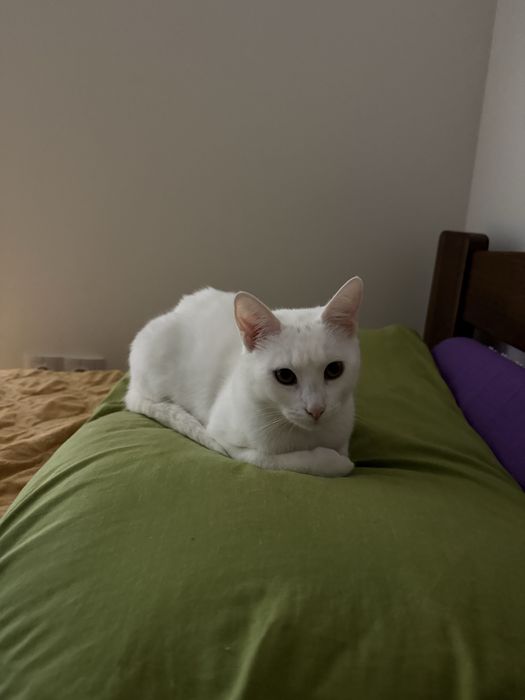 Коти в добрі руки