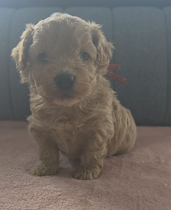 Śliczne Maltipoo F1 do rezerwacji