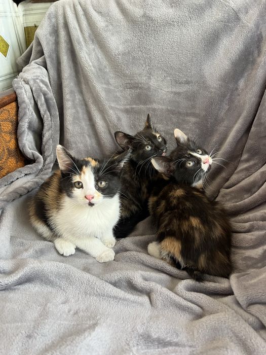 Отдам котят в хорошие руки