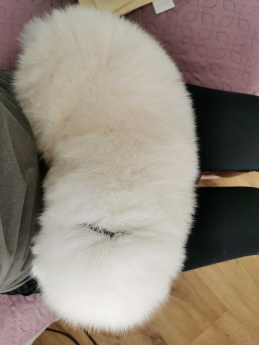Suczka samojed samoyed szczenię rodowód