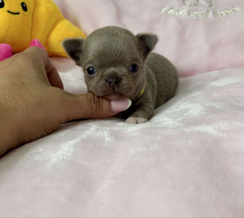 Chihuahua piękny   malutki piesek