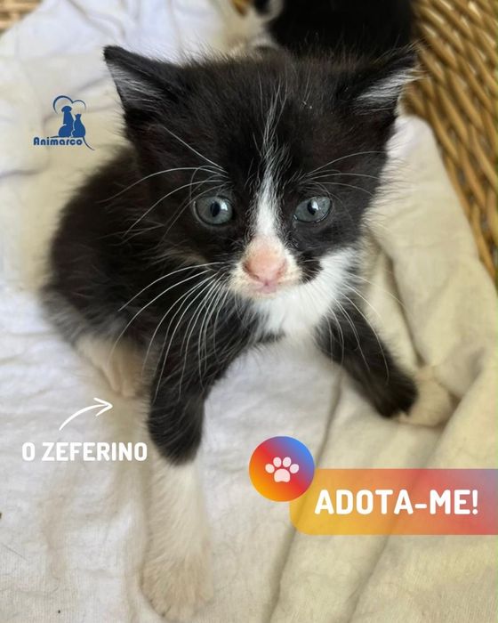 15 gatinhos a procura de uma familia