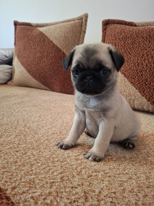 Mops suczka metryczka, wyprawka , czip Gotowe do odbioru