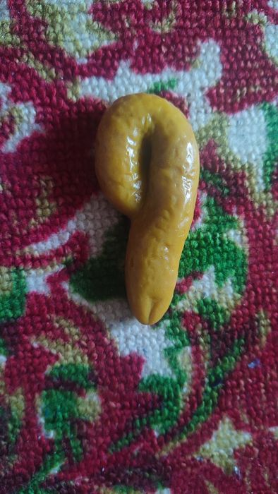 Гумова какашка, какуля, какулет, кака, какушка, шутка, прикол