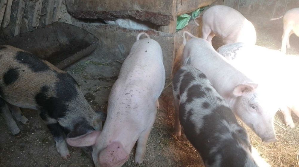 Продам поросят...