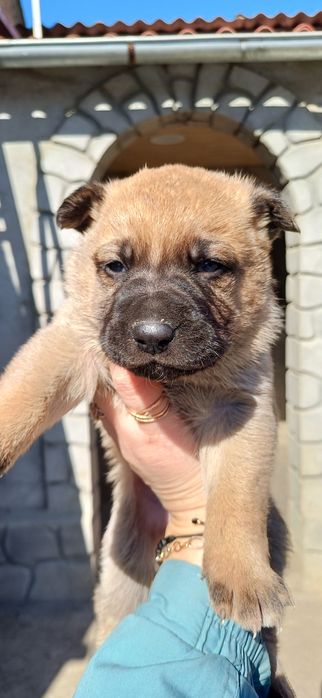 Щенок Немецкая овчарка стаф метис