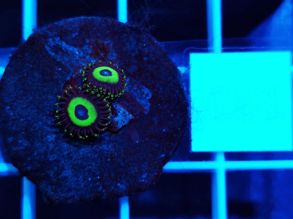 Zoanthus Boston Celtics WYSYŁKA cena za szczepkę, morskie, koralowce