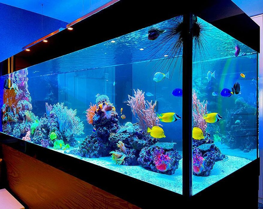 Морской аквариум в каждый дом!!