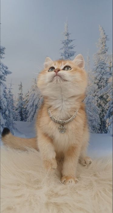 Золота британська шиншилла кошеня