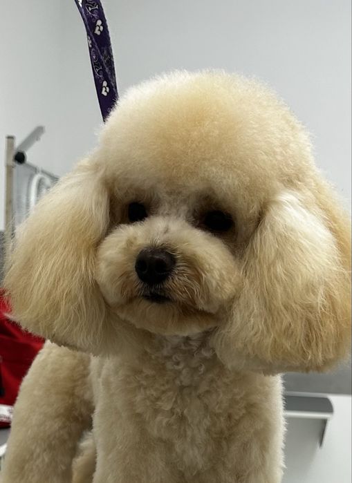 Грумінг. Стрижка собак. Шукаємо модель на грумінг.