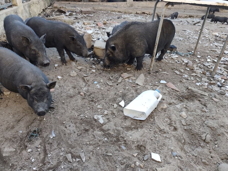 Porcos leitões e mini leitões porco preto arracado javali
