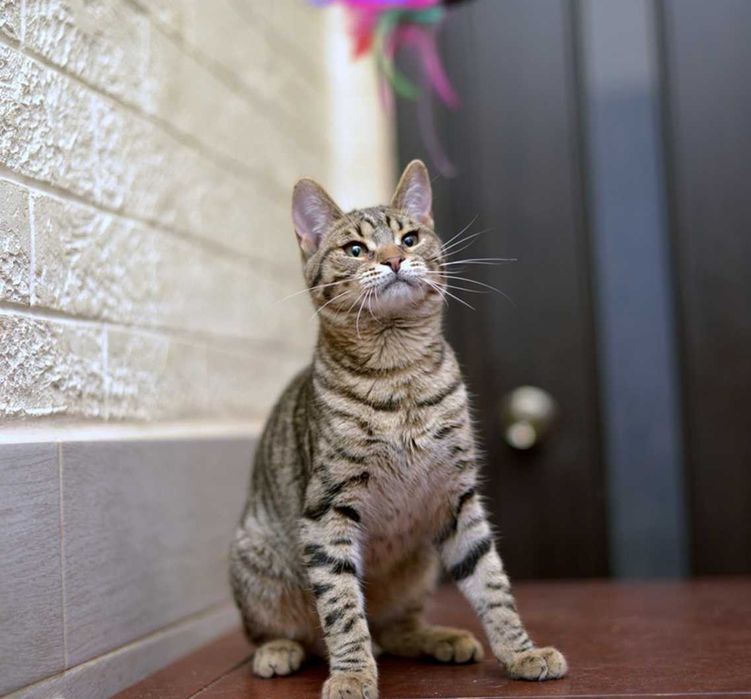 отдам кота, 11 месяцва, мальчик,