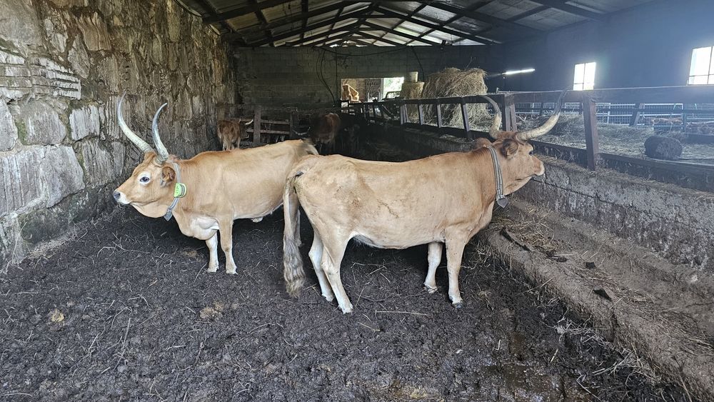 Vacas cachenas registadas