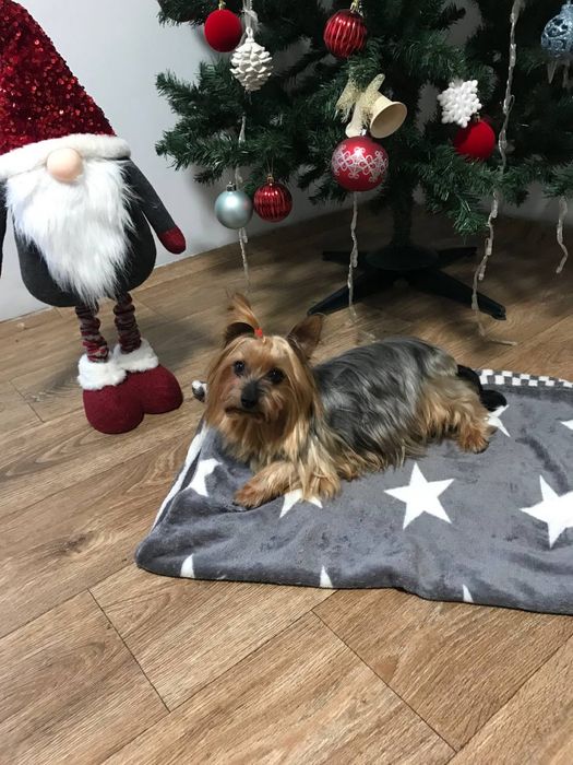 продається дівчинка Йорк