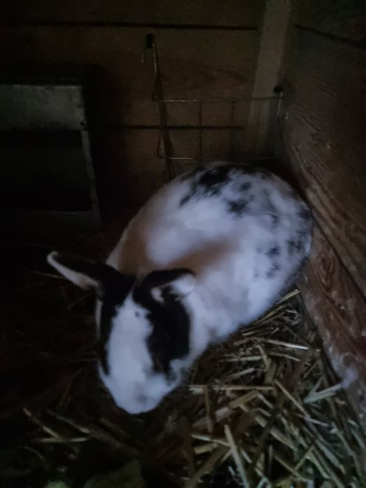 Królik miniaturka samica