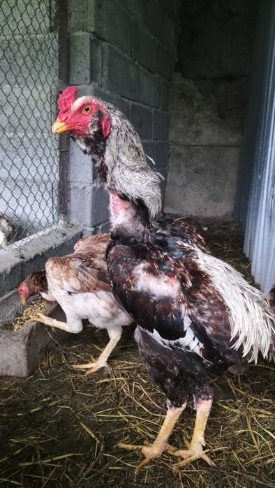 Ovos galo indio ... Desponiveis