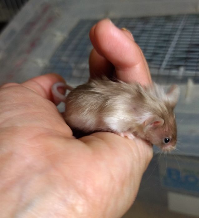 Тексель - кудряві, атласні - сатинові малюки мишки, миші, мишенята