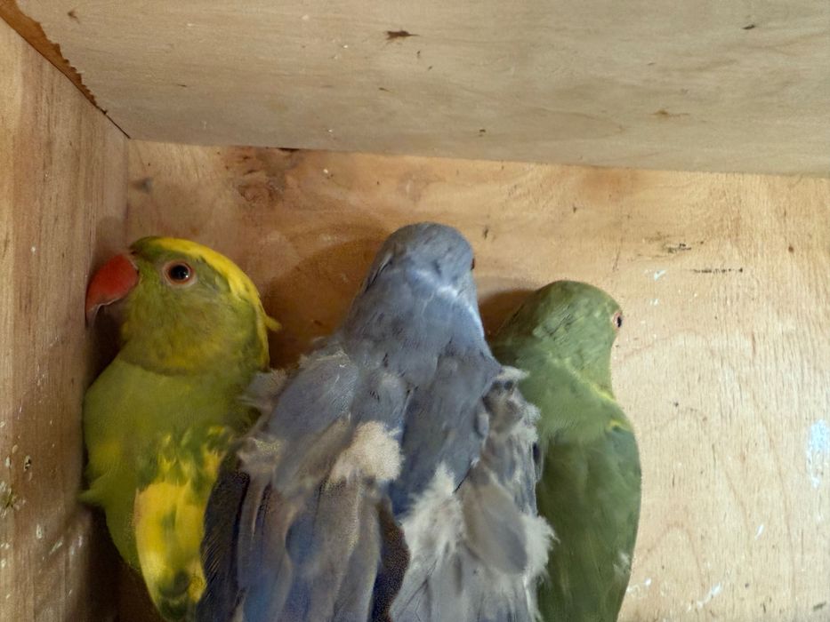 Aleksandretty obrożne