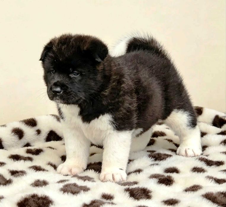 Piesek Akita Amerykańska