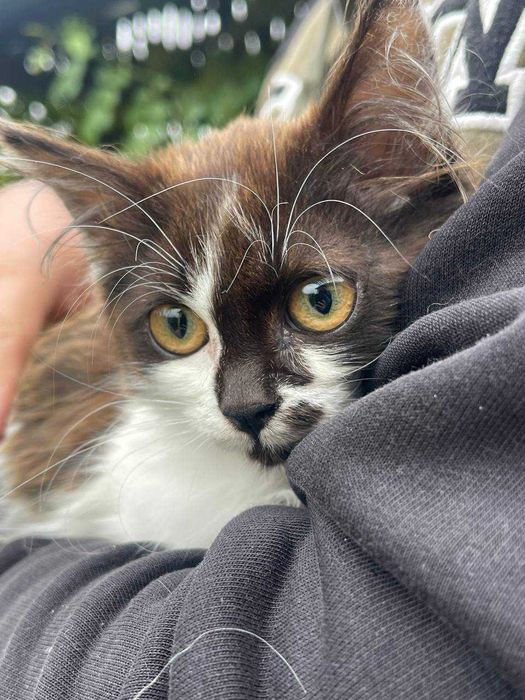 Кошеня хлопчик шукає дім