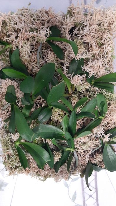 Орхідея/Адаптовані дітки з фласки