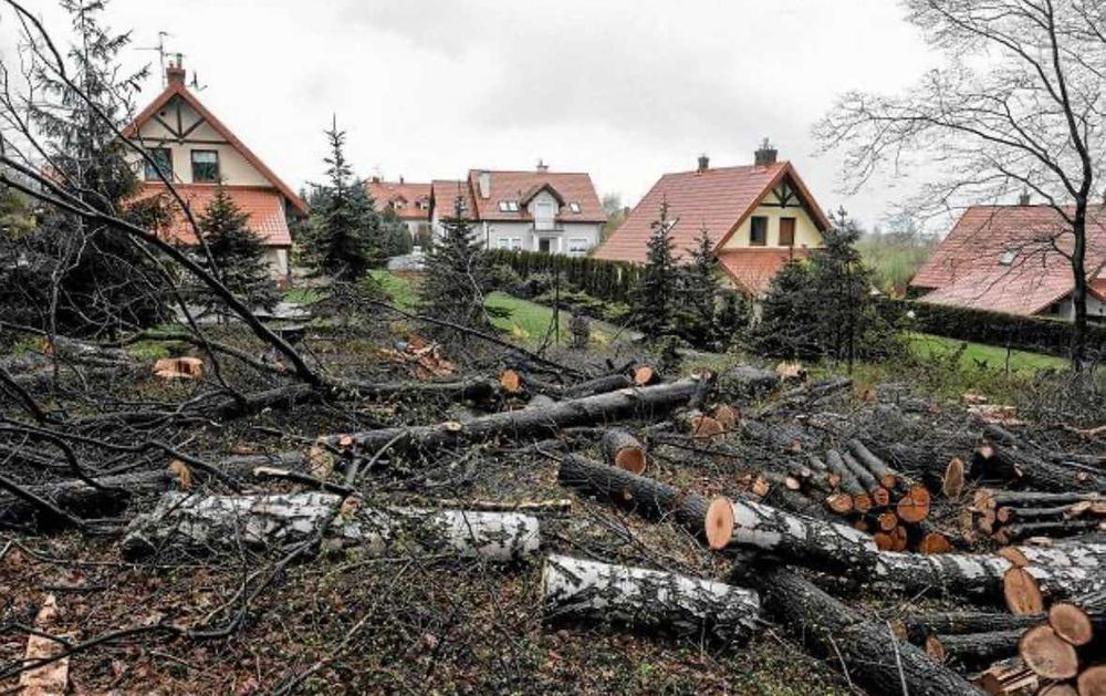 Wycinka drzew, karczowanie