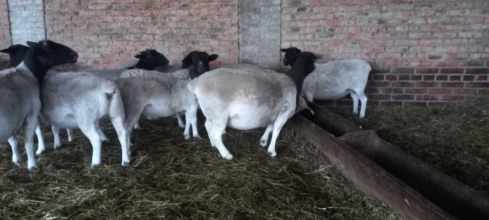Продам вівці ДОРПЕР